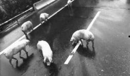 郑州车祸爆料最新消息,多车相撞事故致多人伤亡，救援正在进行